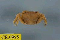 藏品(平背蜞)的圖片